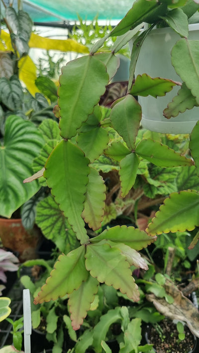 Rhipsalis elliptica - Mistletoe Cactus Root'd Plants 