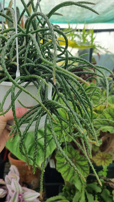 Rhipsalis horrida - Mistletoe cactus Root'd Plants 