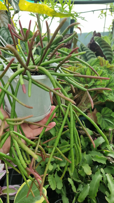 Rhipsalis crythrocarpa 'Red Coral' - Mistletoe cactus Root'd Plants 