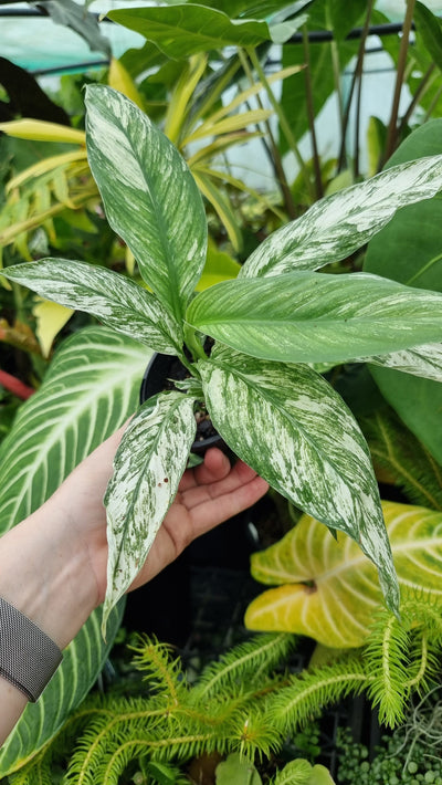 Spathiphyllum ‘Sensation’ variegated - Peace Lily Root'd Plants 