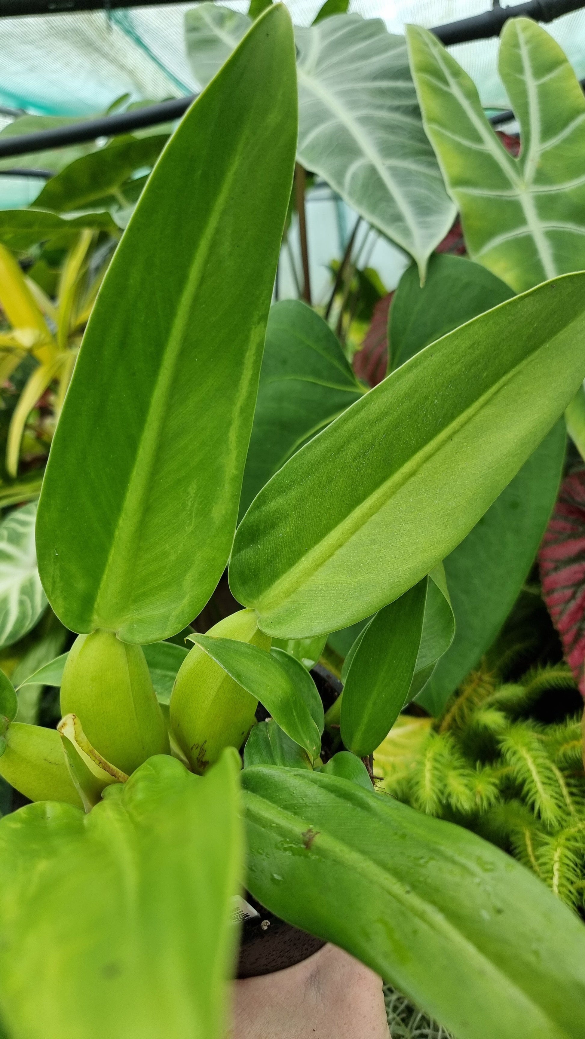 Philodendron martianum - Fat Boy Root'd Plants 
