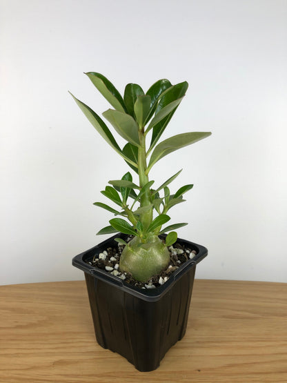 Adenium Obesum 'Indian Bicolour' - Desert Rose Root'd Plants 80mm 