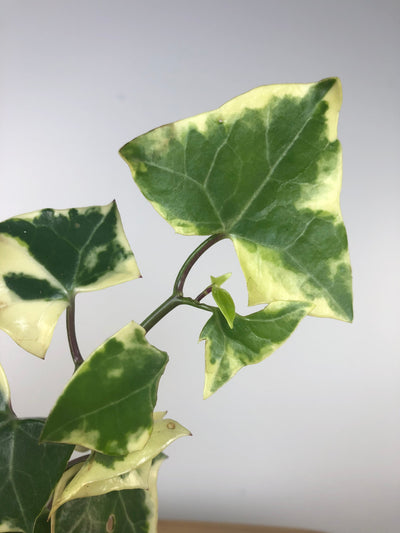 Senecio macroglossus ‘Gold Child’ - Natal Ivy Plants Root'd Plants 