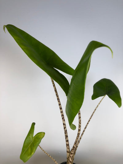 Alocasia Zebrina Root'd Plants 