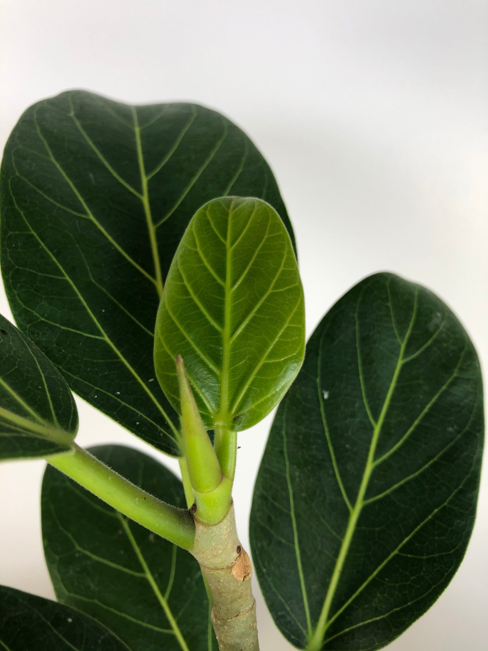 Ficus benghalensis ‘Audrey’ - Strangler Fig Root'd Plants 