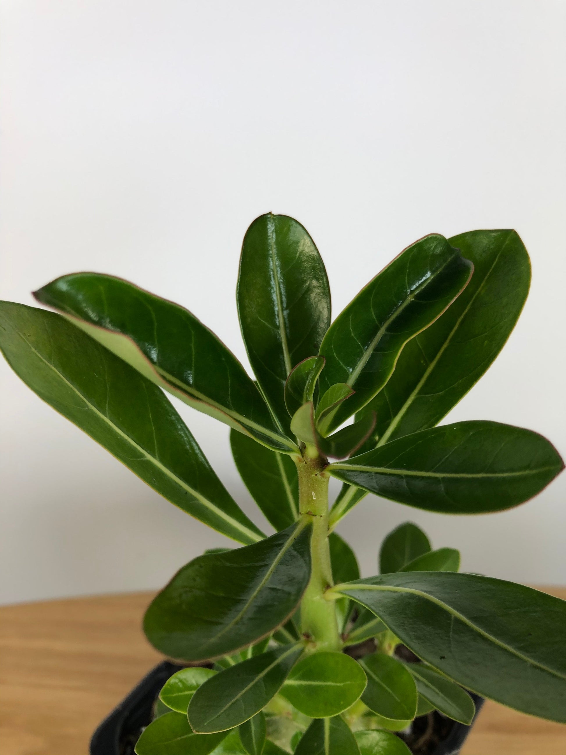 Adenium Obesum 'Indian Bicolour' - Desert Rose Root'd Plants 