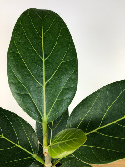 Ficus benghalensis ‘Audrey’ - Strangler Fig Root'd Plants 