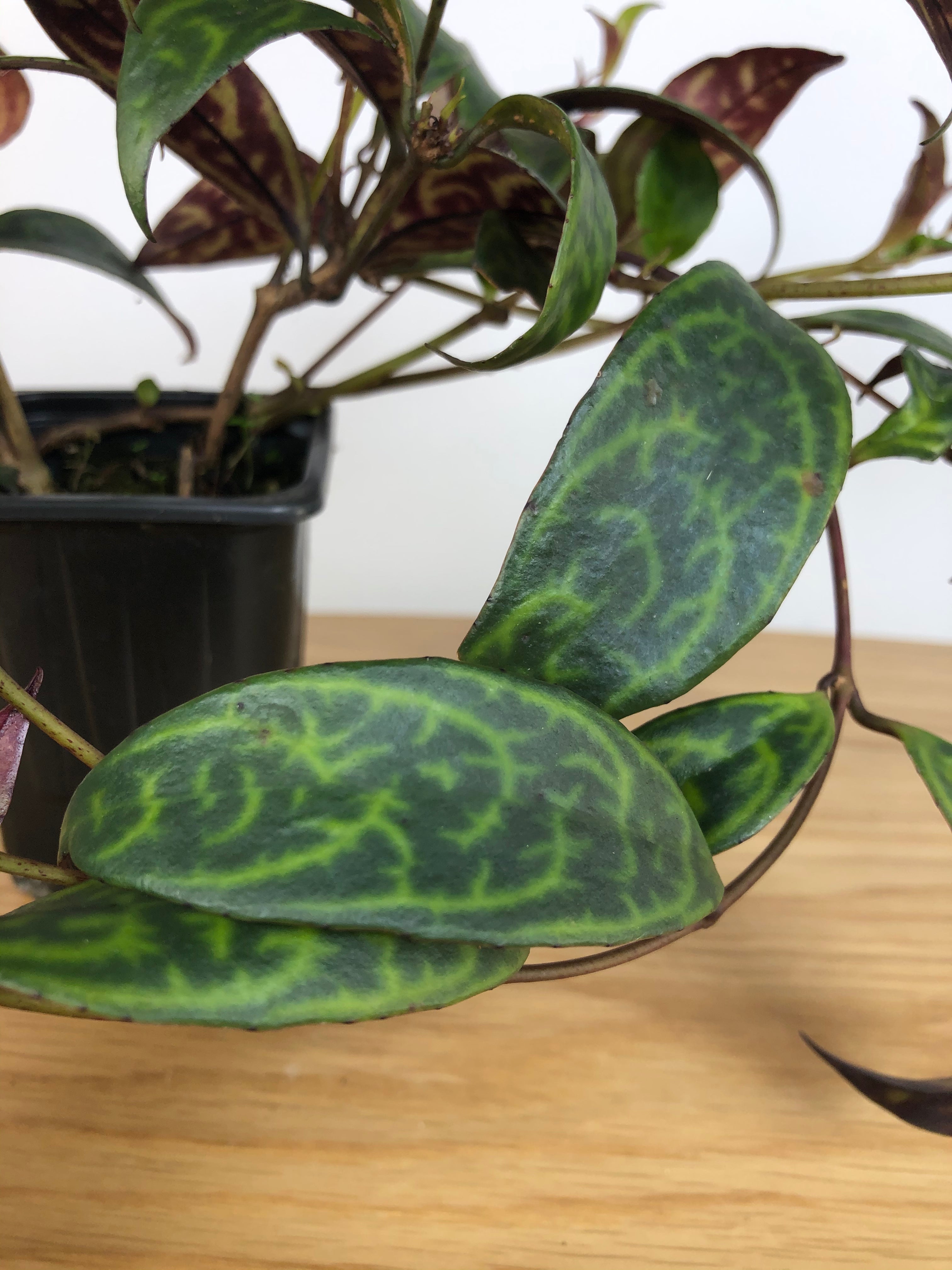 Aeschynanthus longicaulis ‘Black Pagoda’ - Lipstick Plant Root'd Plants 