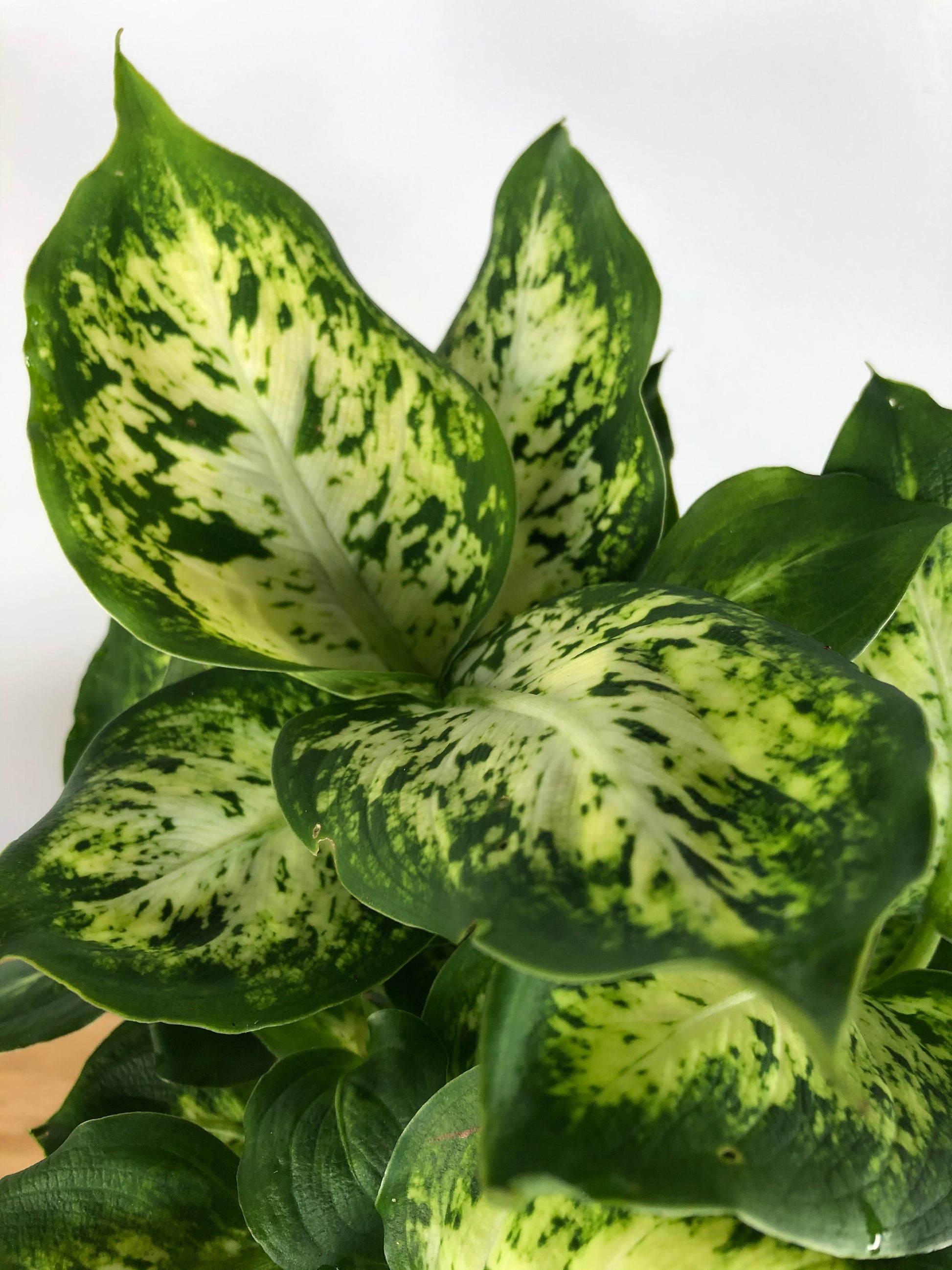 Dieffenbachia compacta - Dumb Cane Root'd Plants 