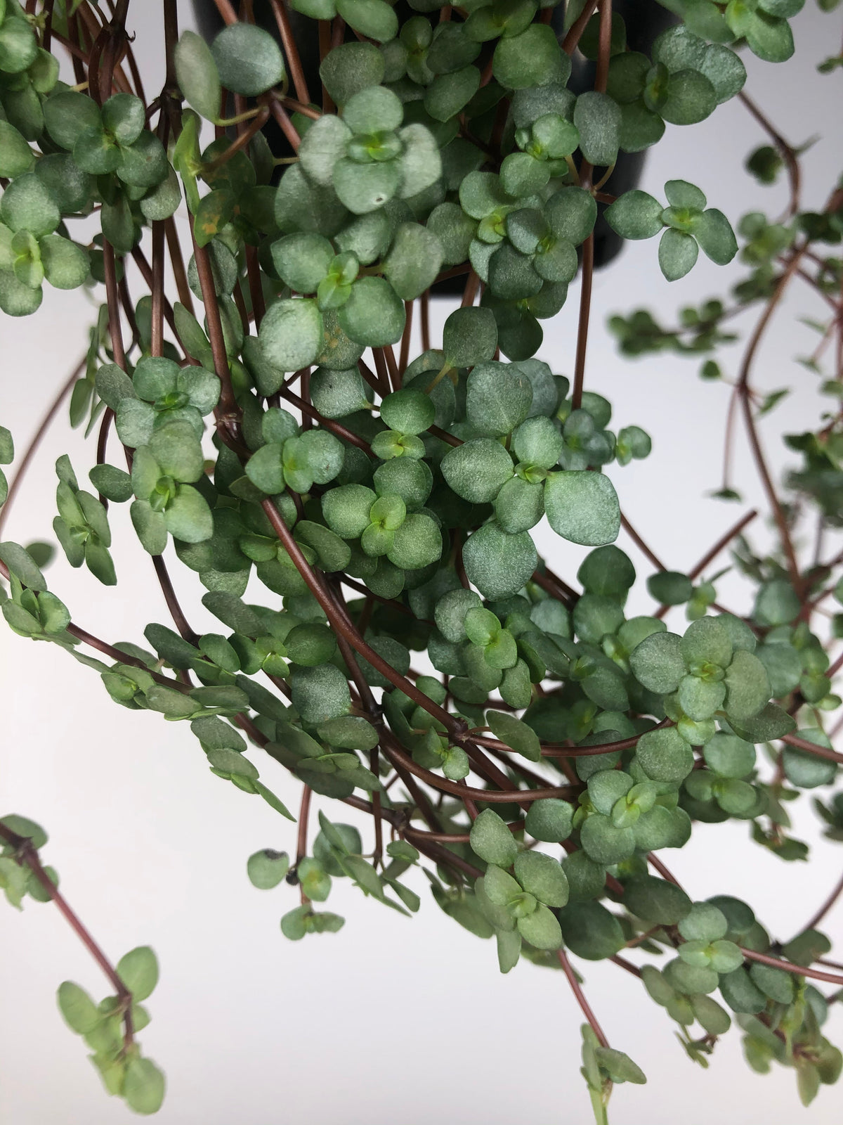 Pilea libanensis - Silver Sprinkles Root'd Plants 