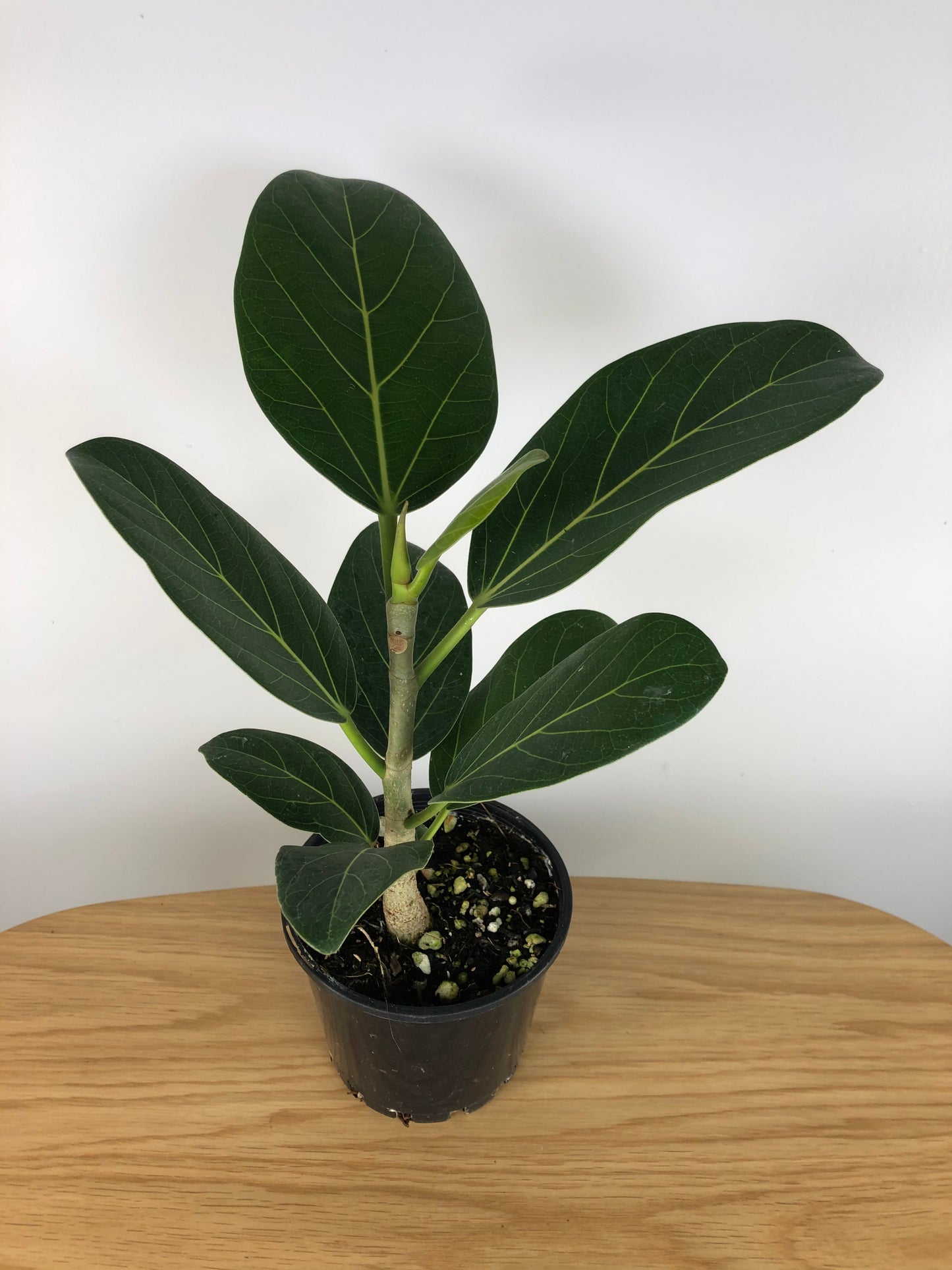Ficus benghalensis ‘Audrey’ - Strangler Fig Root'd Plants 100mm 