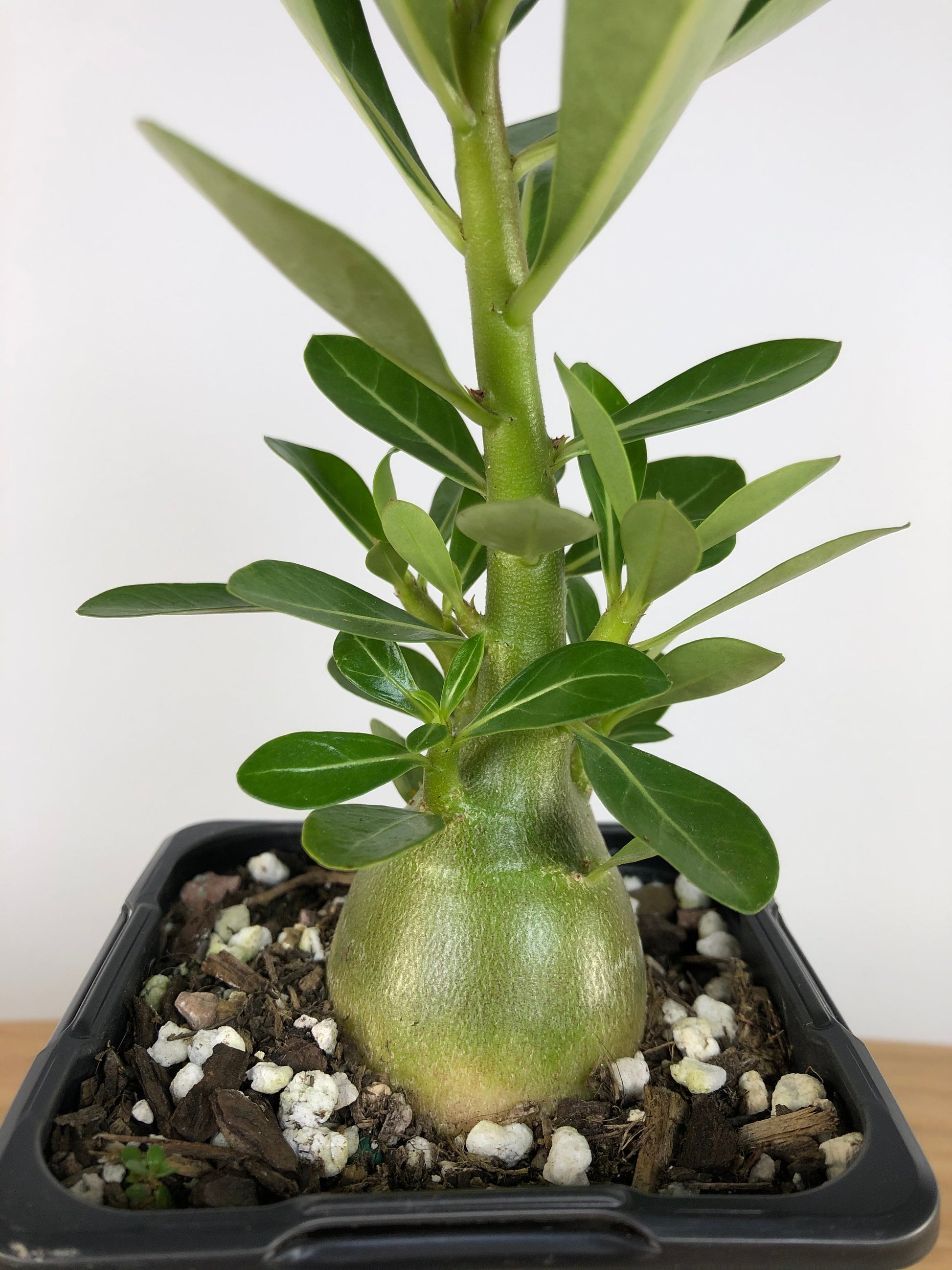 Adenium Obesum 'Indian Bicolour' - Desert Rose Root'd Plants 