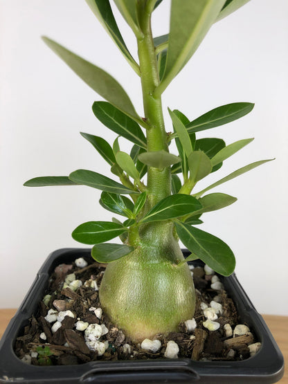 Adenium Obesum 'Indian Bicolour' - Desert Rose Root'd Plants 
