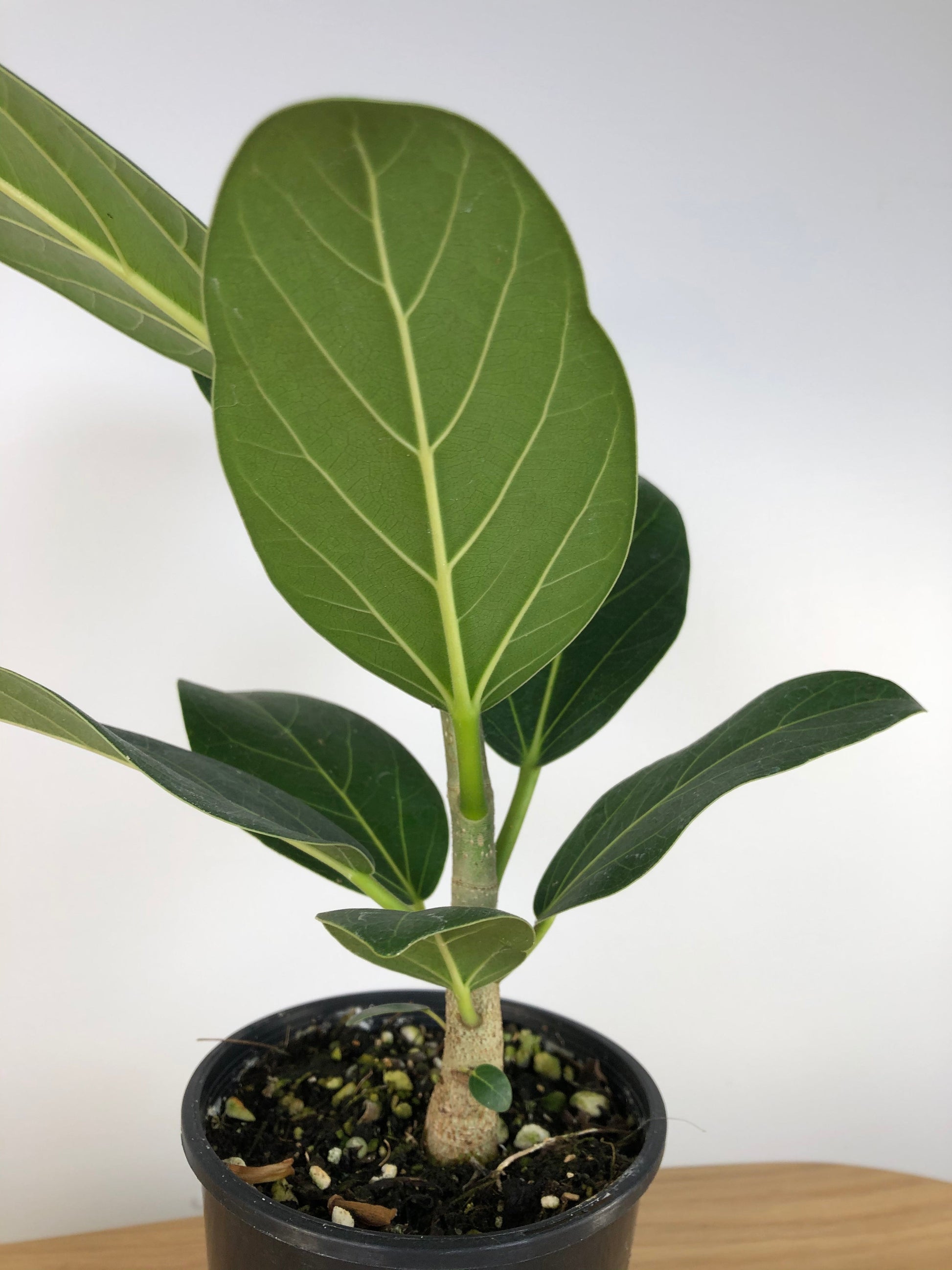 Ficus benghalensis ‘Audrey’ - Strangler Fig Root'd Plants 
