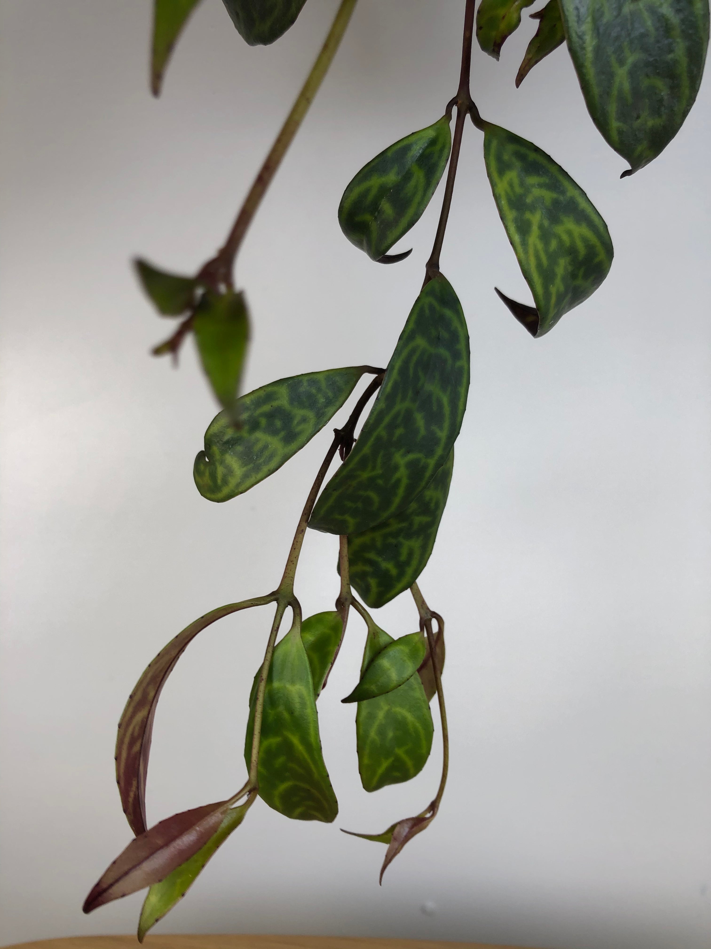 Aeschynanthus longicaulis ‘Black Pagoda’ - Lipstick Plant Root'd Plants 