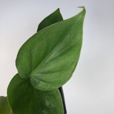 Philodendron Hederaceum var. oxycardum - Heart Leaf Philodendron Root'd Plants 