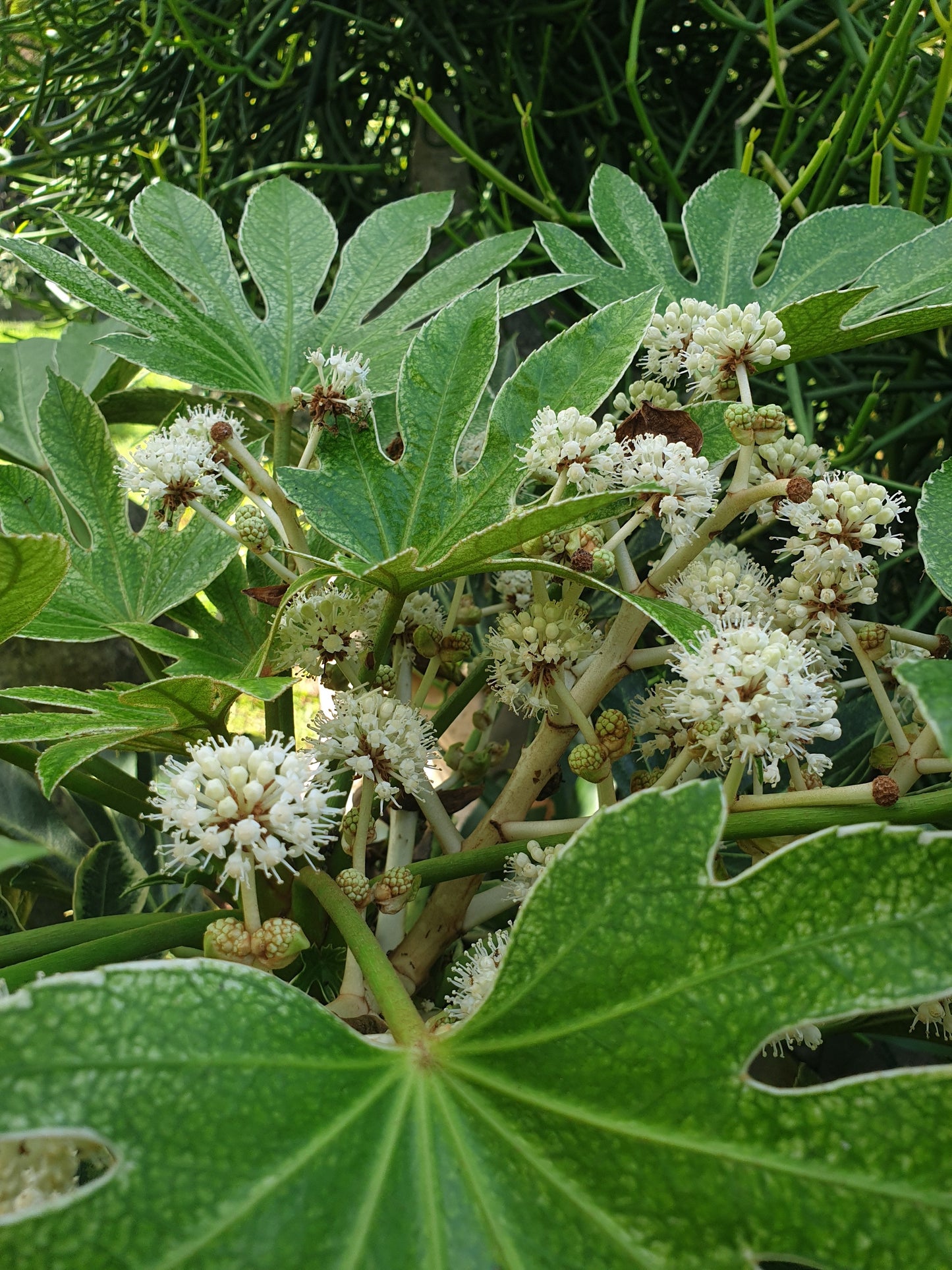 Fatsia Japonica 'Spider web' - Japanese aralia Root'd Plants 
