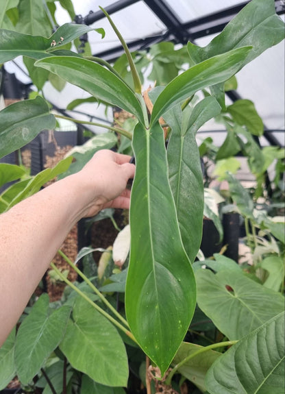 Philodendron 69686 'Big Ears' Root'd Plants 