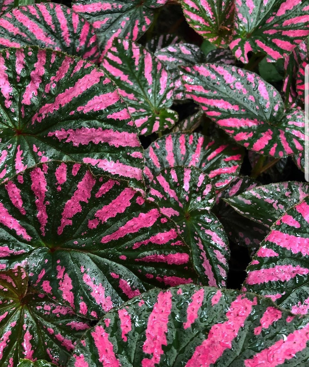 Begonia brevirimosa subsp. exotica Root'd Plants 