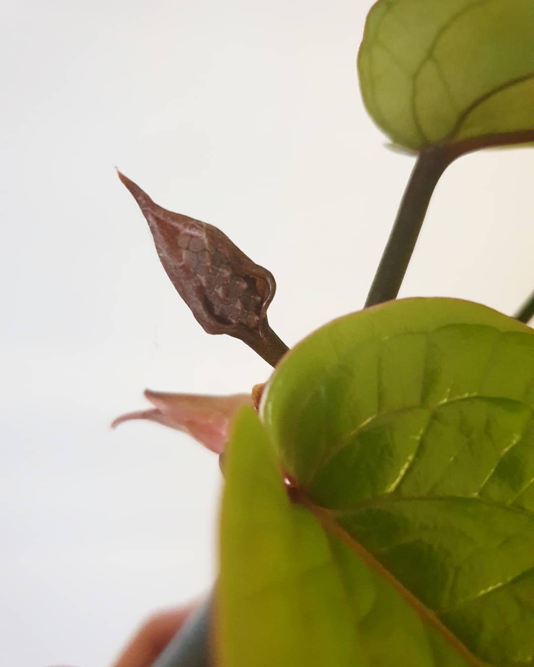 Anthurium radicans Root'd Plants 
