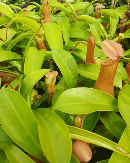 Nepenthes alata Root'd Plants 