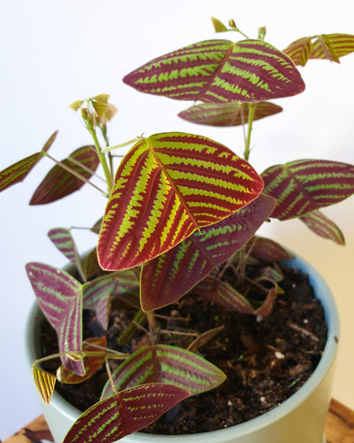 Christia obcordata - Butterfly Plant Root'd Plants 