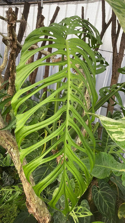 Monstera esqueleto (syn M. epipremnoides) Root'd Plants 
