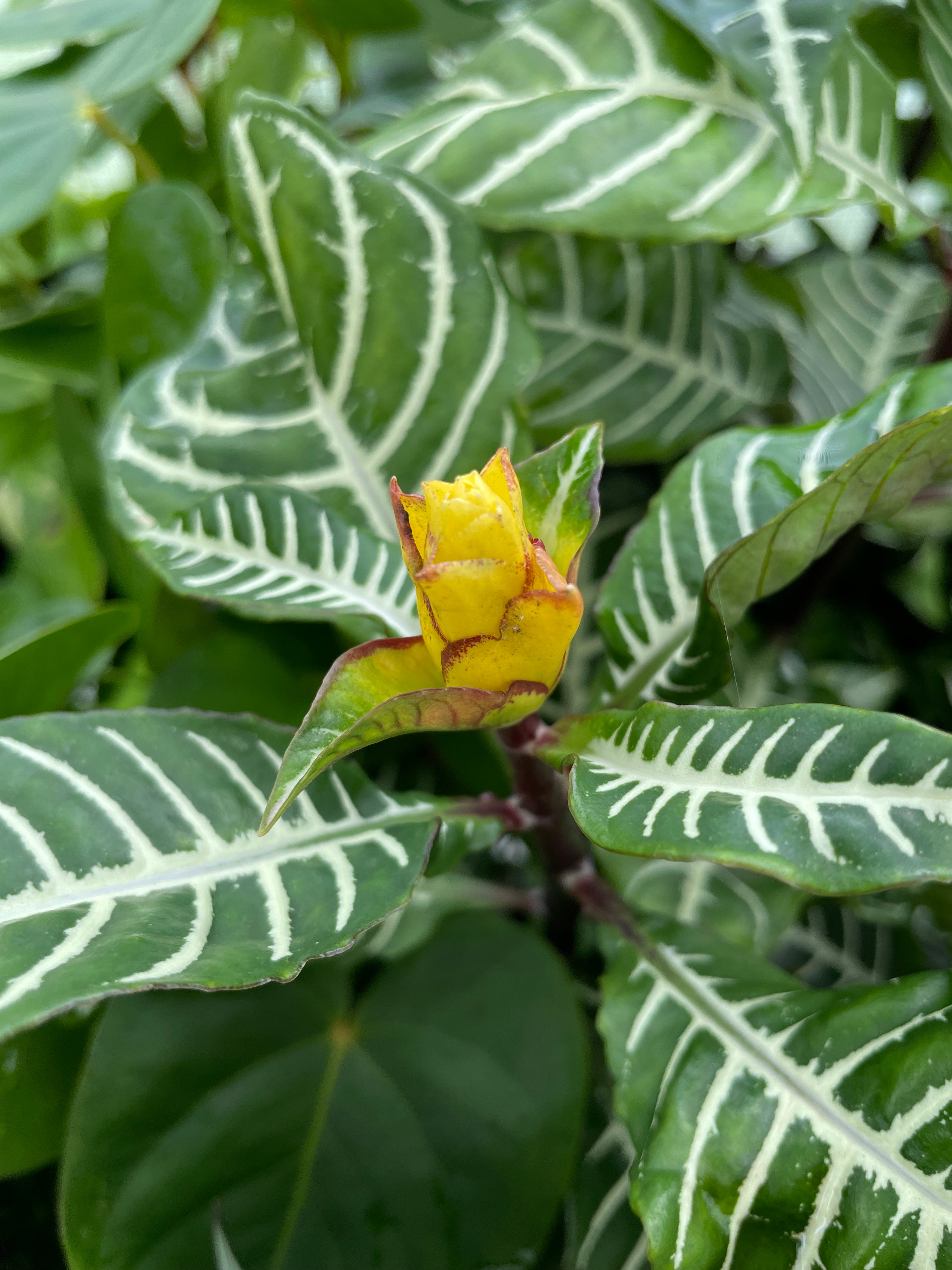 Aphelandra squarrosa - Zebra Plant Root'd Plants 