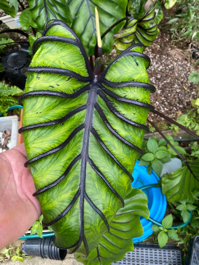 Colocasia 'Pharaoh's Mask' Root'd Plants 
