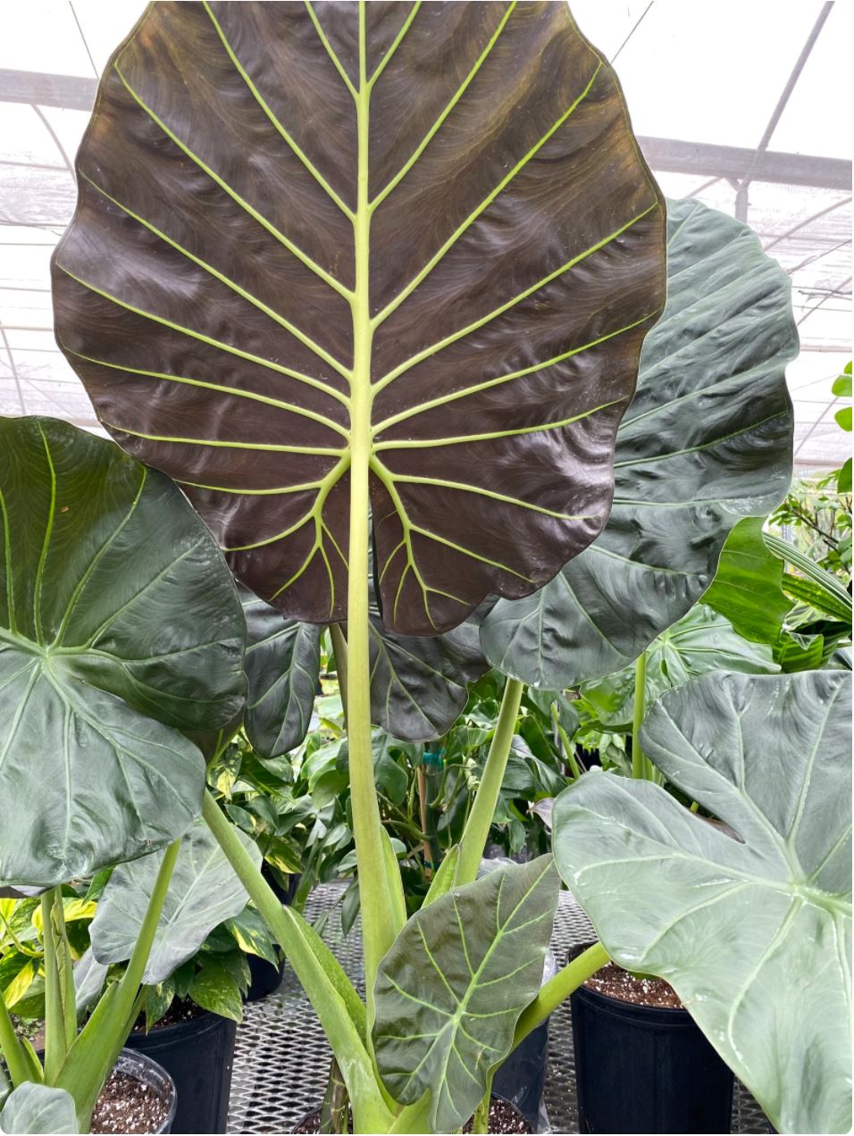 Alocasia 'Regal Shield' - Elephant Ear Root'd Plants 