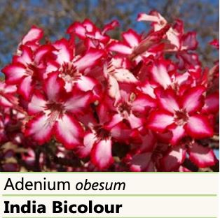 Adenium Obesum 'Indian Bicolour' - Desert Rose Root'd Plants 