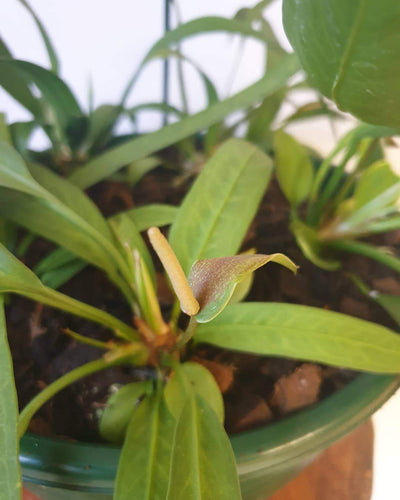 Anthurium vittarifolium - Strap Leafed Anthurium Root'd Plants 