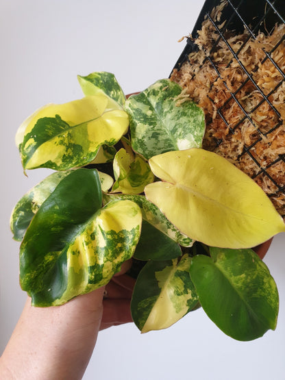 Philodendron 'Burle Marx' variegata Root'd Plants 
