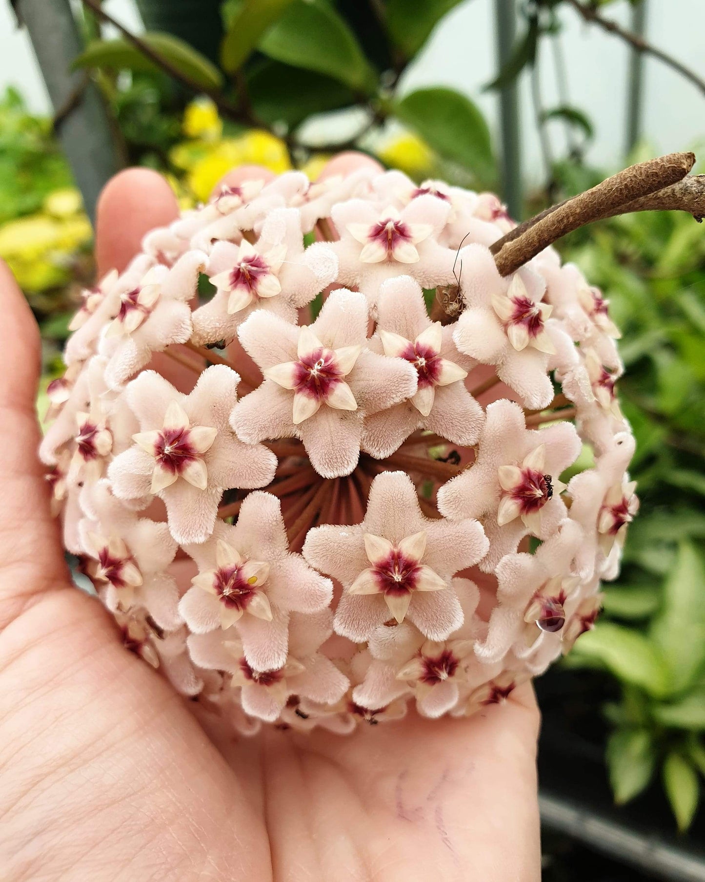 Hoya carnosa 'compacta' - Rope Hoya Root'd Plants 