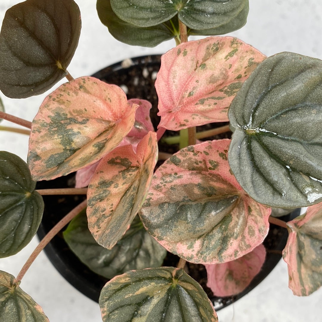 Peperomia caperata 'Pink Lady' Root'd Plants 
