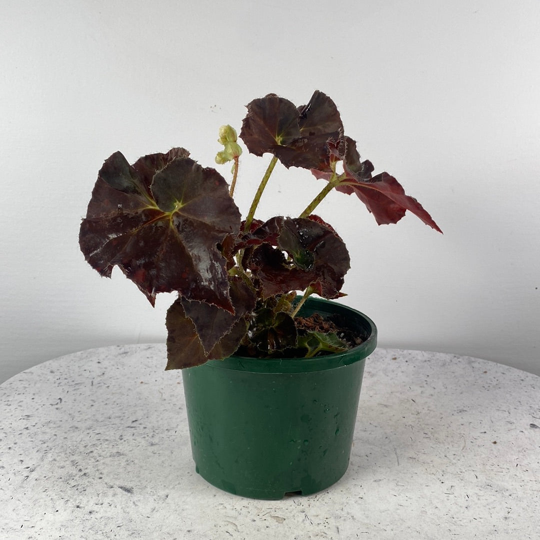 Begonia rex 'Copper Sunset' - Rhizomatous Eyelash Begonia Root'd Plants 