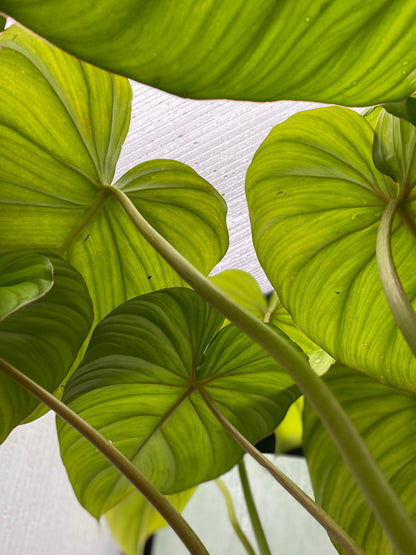 Philodendron 'Dean McDowell' Root'd Plants 