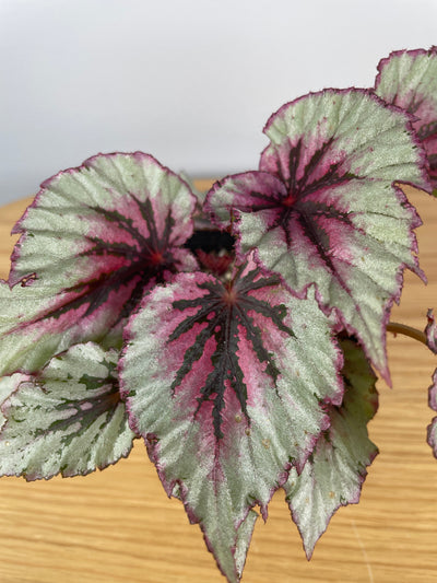 Begonia Rex 'Pink Splash' Root'd Plants 