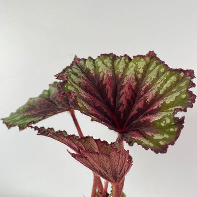Begonia rex 'Painter's Pallete' - Rhizomatous Begonia Root'd Plants 