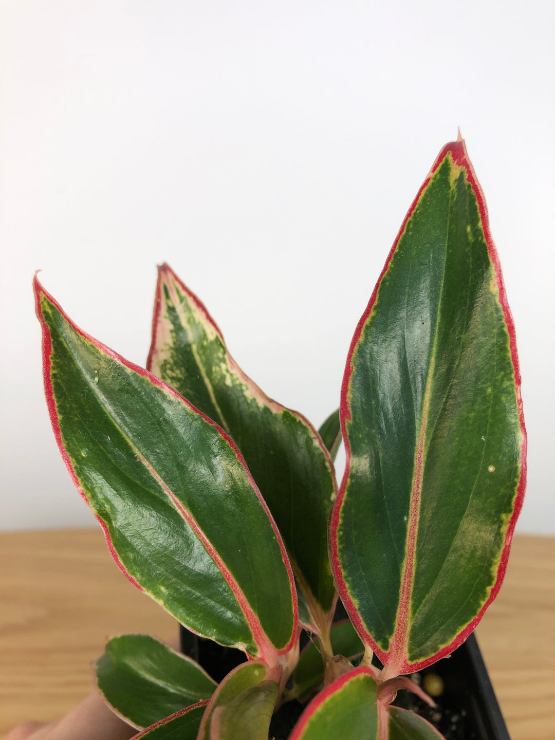 A雷切 Aglaonema pictum LA0914-3ss 【公式通販】