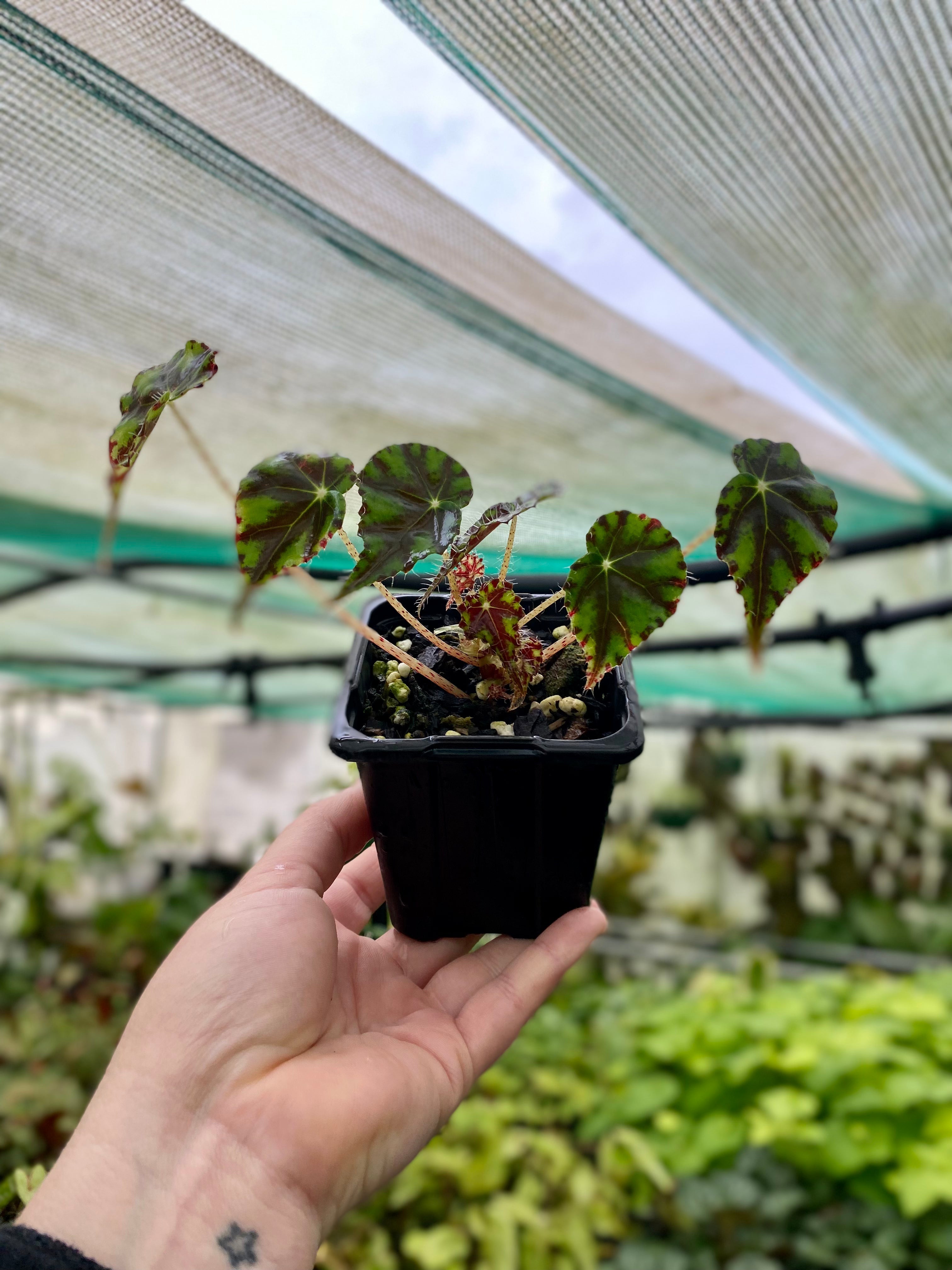 Begonia rex 'Tiger Paws' - Rhizomatous Eyelash Begonia Root'd Plants 80mm 