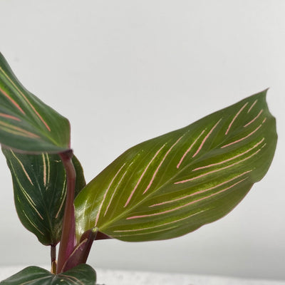 Goeppertia (Calathea) ‘Beauty Star’ - Rainbow Pinstripe Plant Root'd Plants 