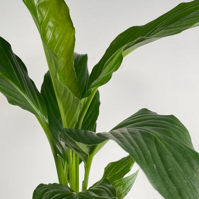 Spathiphyllum ‘Blue Moon’ - Peace Lily Root'd Plants 