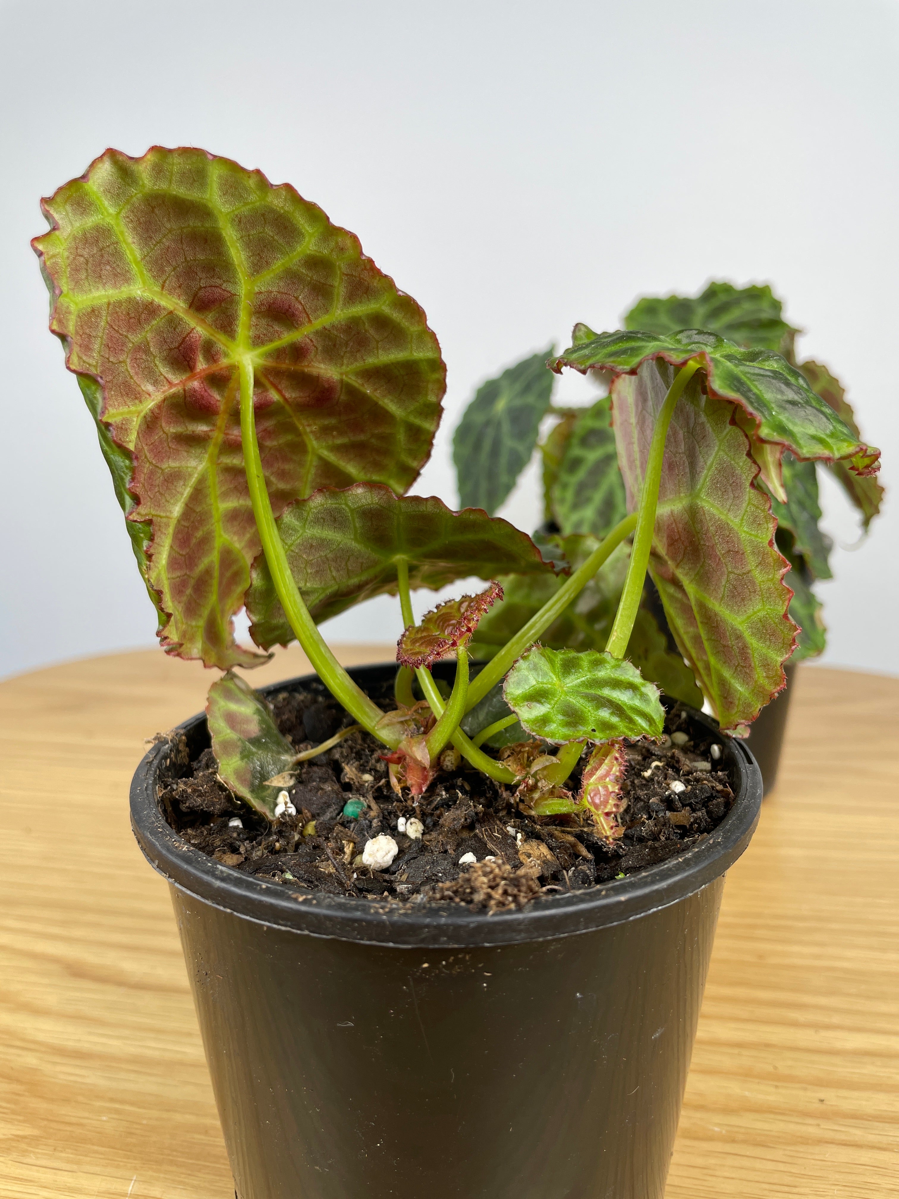 Begonia goegoensis - Rhizomatous Begonia Root'd Plants 