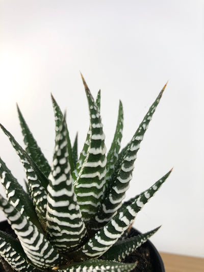 Haworthia fasciata 'Japanese Super Clone' - Zebra Cactus Root'd Plants 