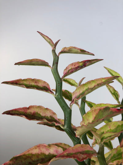 Euphorbia tithymaloides - Pedilanthus Root'd Plants 