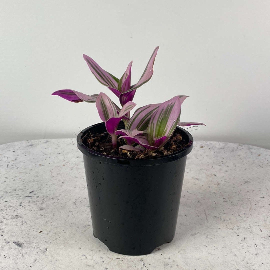 Tradescantia albiflora 'Nanouk'