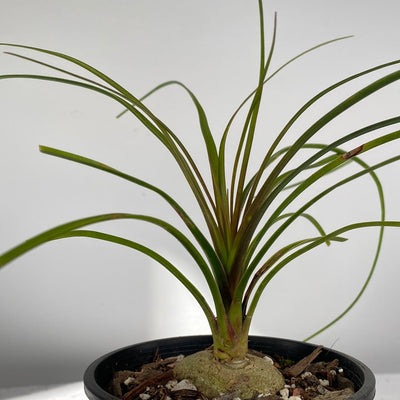 Beaucarnea recurvata - Ponytail Palm Root'd Plants 