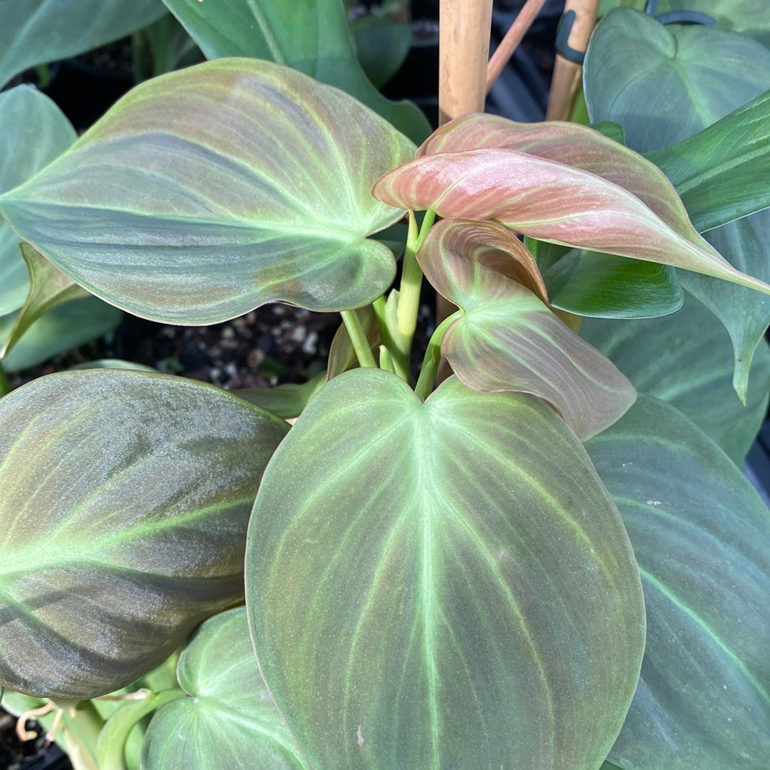 Philodendron camposportoanum Root'd Plants 