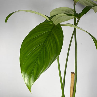 Philodendron werkhoveniae Root'd Plants 